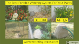 Watering System Displaying Plants Before and After Irrigation